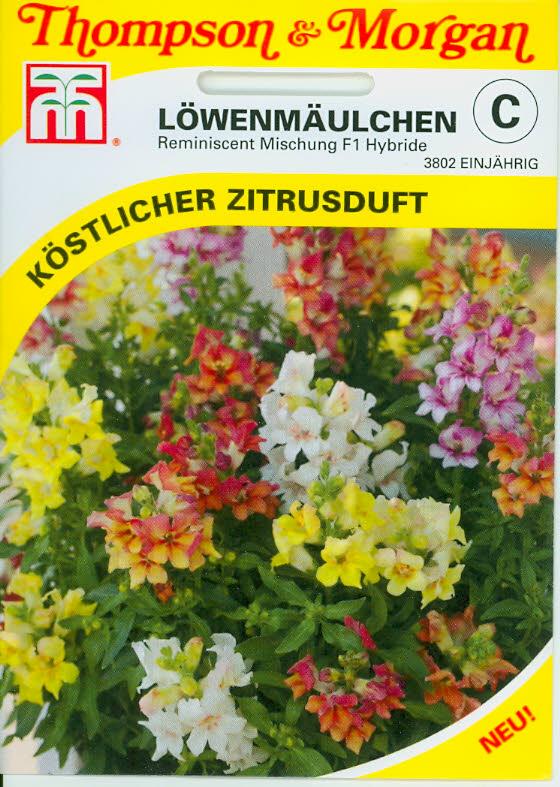 Antirrhinum Reminiscent Mixed F1 Hybrid NEW einj.