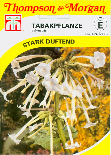 Ziertabak Nicotiana Sylvestris einj.