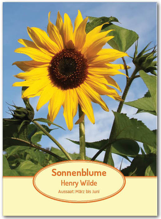 Aktionspackung gelbe Sonnenblumen Henry Wilde Aktionspackung gelbe Sonnenblumen Henry Wilde