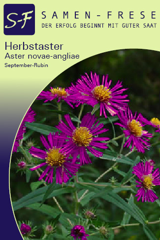 Herbstaster September-Rubin (Aster novae angliae)