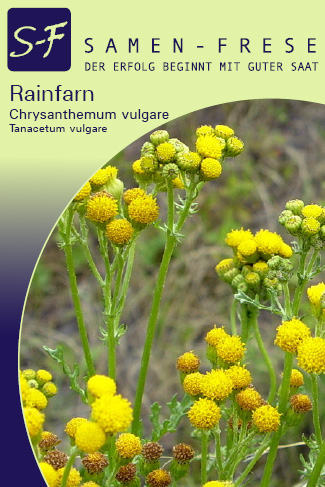 Rainfarn Chrysanthemum vulgare Rainfarn Chrysanthemum vulgare