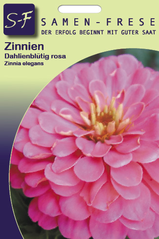 Zinnien Dahlienblütige Riesen rosa