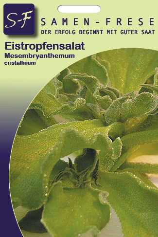 Eiskrautsalat Eistropfensalat Glacesalat Ficoïde Glaciale