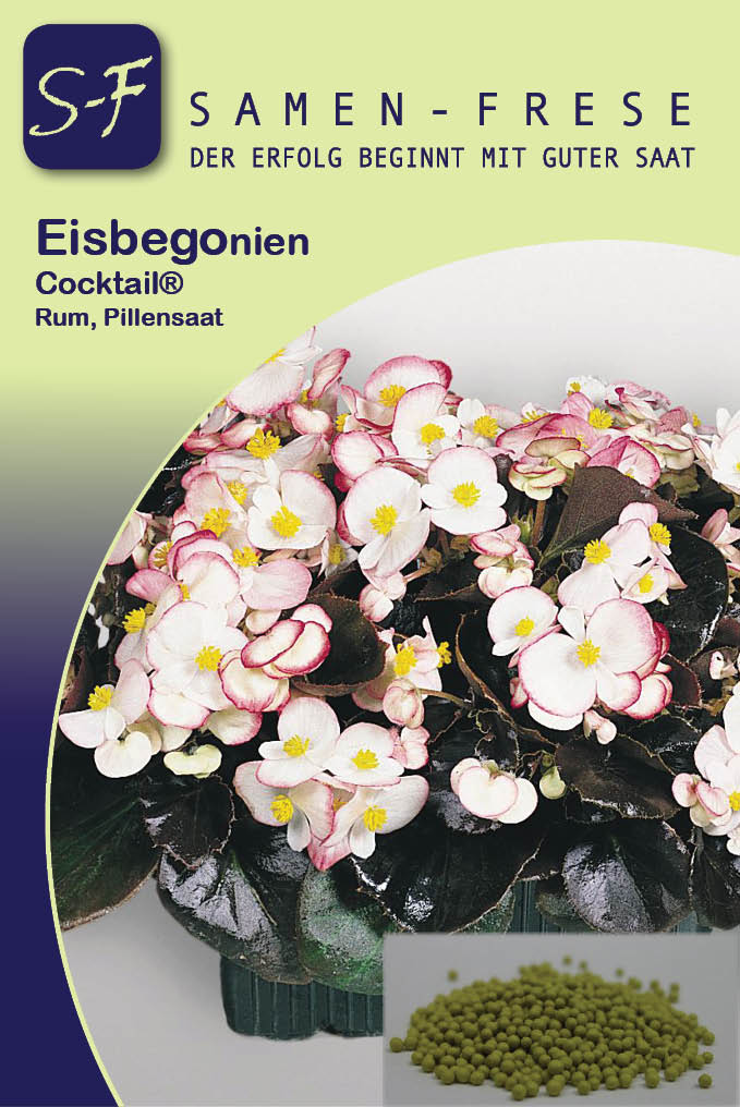 Eisbegonien zweifarbig Apfelblüte F1 1.000 Pillen Rum (C292) Eisbegonien zweifarbig Apfelblüte F1 1.000 Pillen Rum (C292)