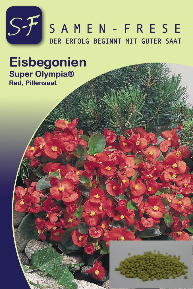 Eisbegonien F1 Begonia Olympia 1.000 Pillen rot (C244)
