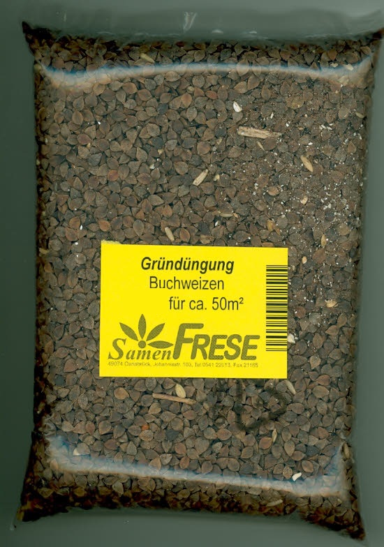 Gründünger Buchweizen für ca. 50 m²