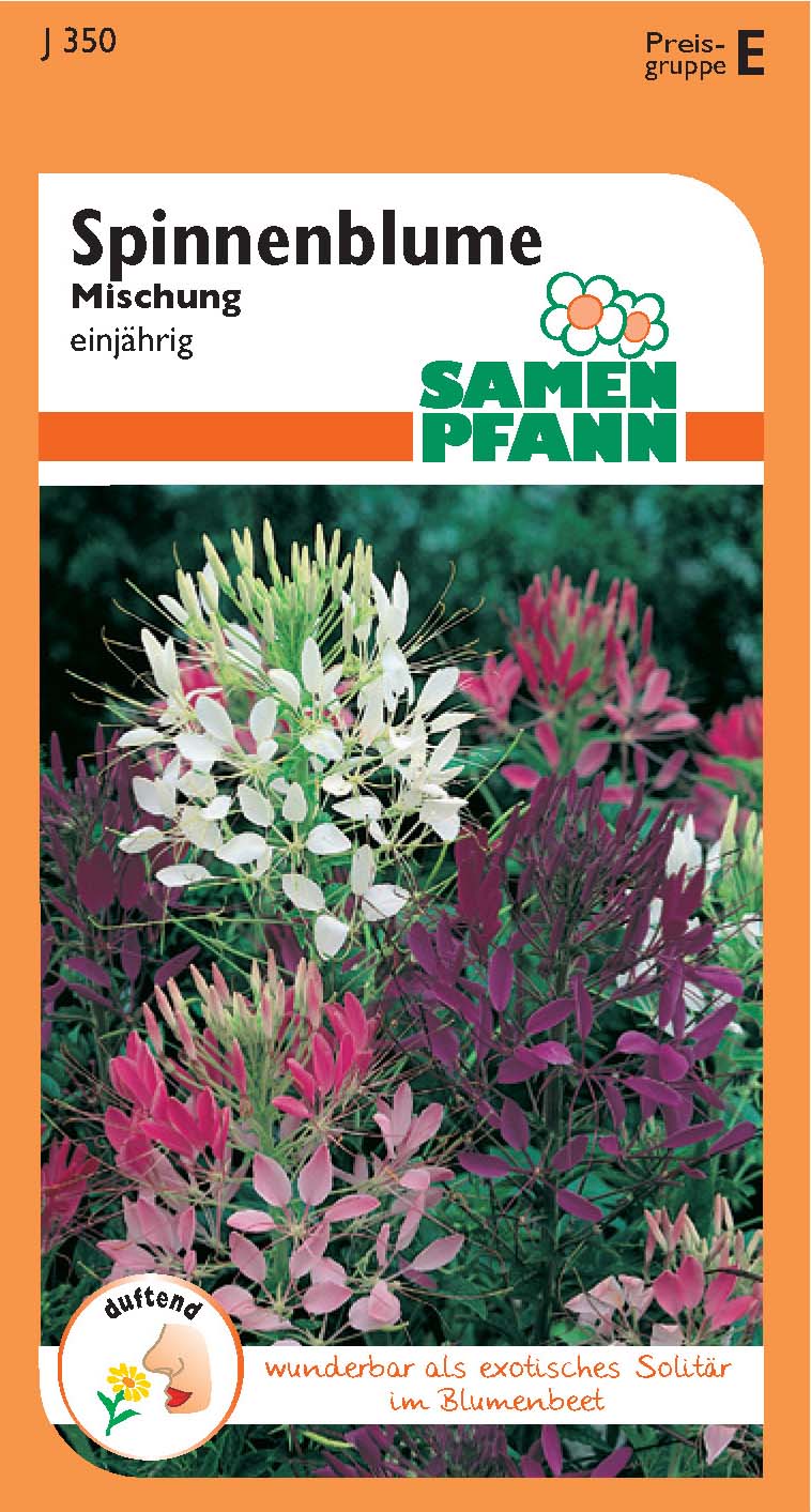 Spinnenpflanze Mix (E)