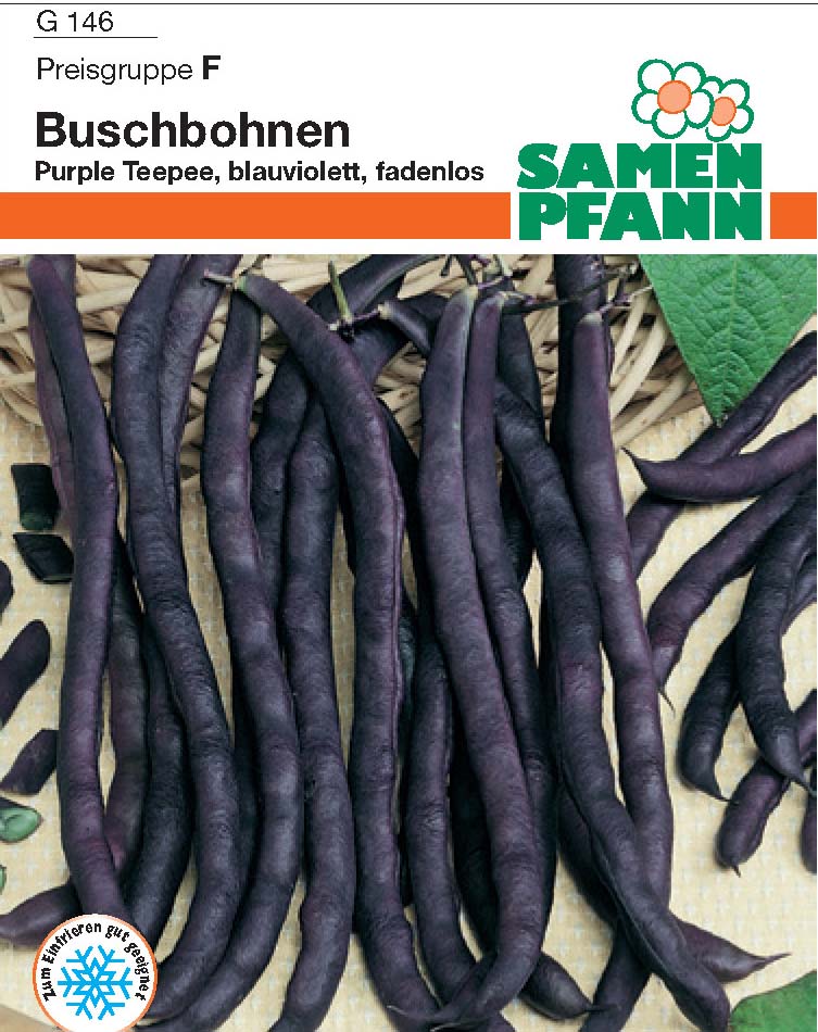 Buschbohnen Purple Teepee (F/G)