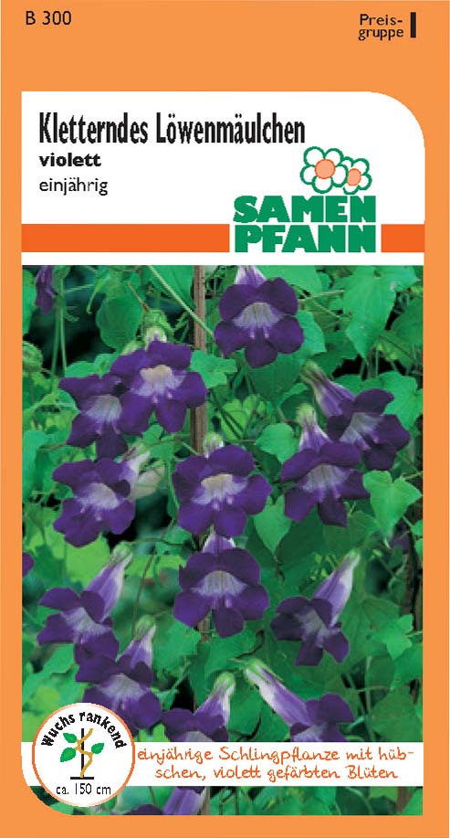 Kletterndes Löwenmäulchen (I)