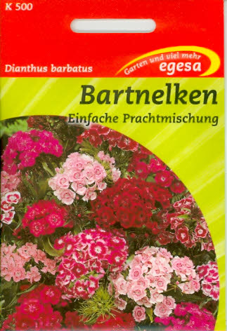 Bartnelken Dianthus barbatus Einf. Mischung 60 cm zweijährig