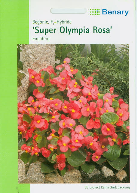 Begonia semperflorens Eisbegonien Super Olympia® F1 Rosa BY L