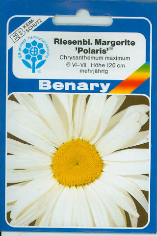 Riesen Margeriten weiß Chrysanthemum maximum (J151) Riesen Margeriten weiß Chrysanthemum maximum (J151)