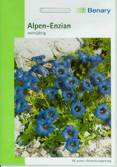 Alpen-Enzian Gentiana acaulis (M424)