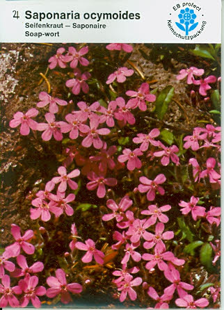 Saponaria Seifenkraut (V116)