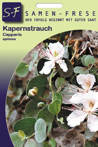Kapernstrauch Capparis spinosa