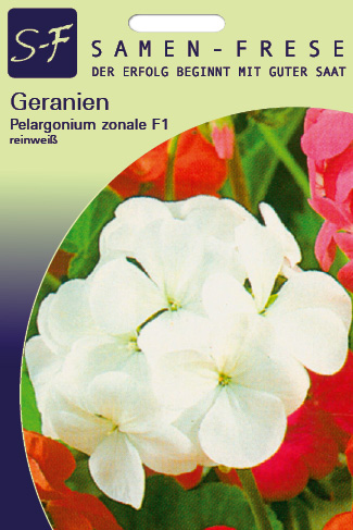 Geranien Pelargonium zonale Reinweiß F1 DÜ H