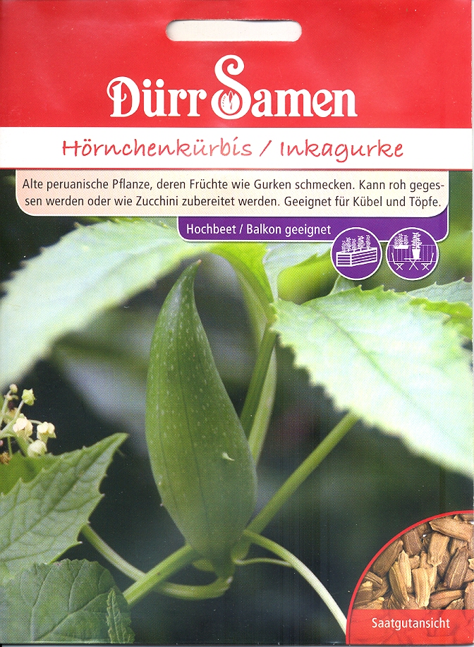 Hörnchenkürbis Inkagurke Cyclanthere (Dü K)